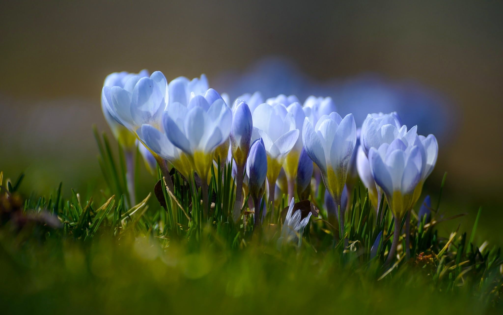 Blue crocus flowers HD wallpaper free download