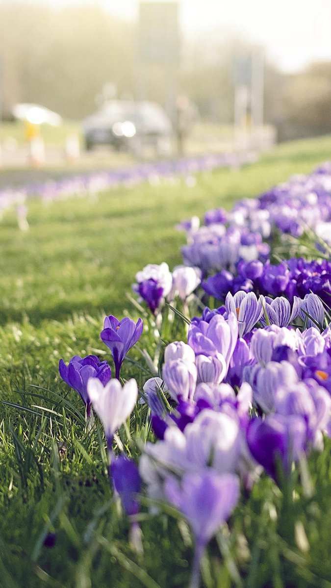 Saffron Flowers Grass Focus Wallpaper Flower