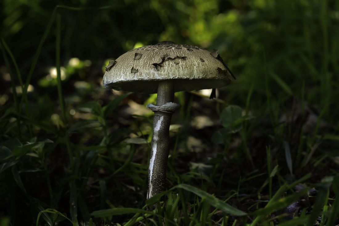 Free picture: mushroom, fungus, wood, nature, grass, moss, macro
