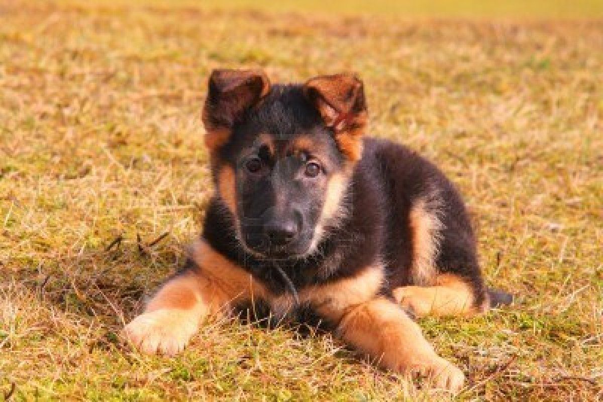 Baby German Shepherds Wallpapers Wallpaper Cave