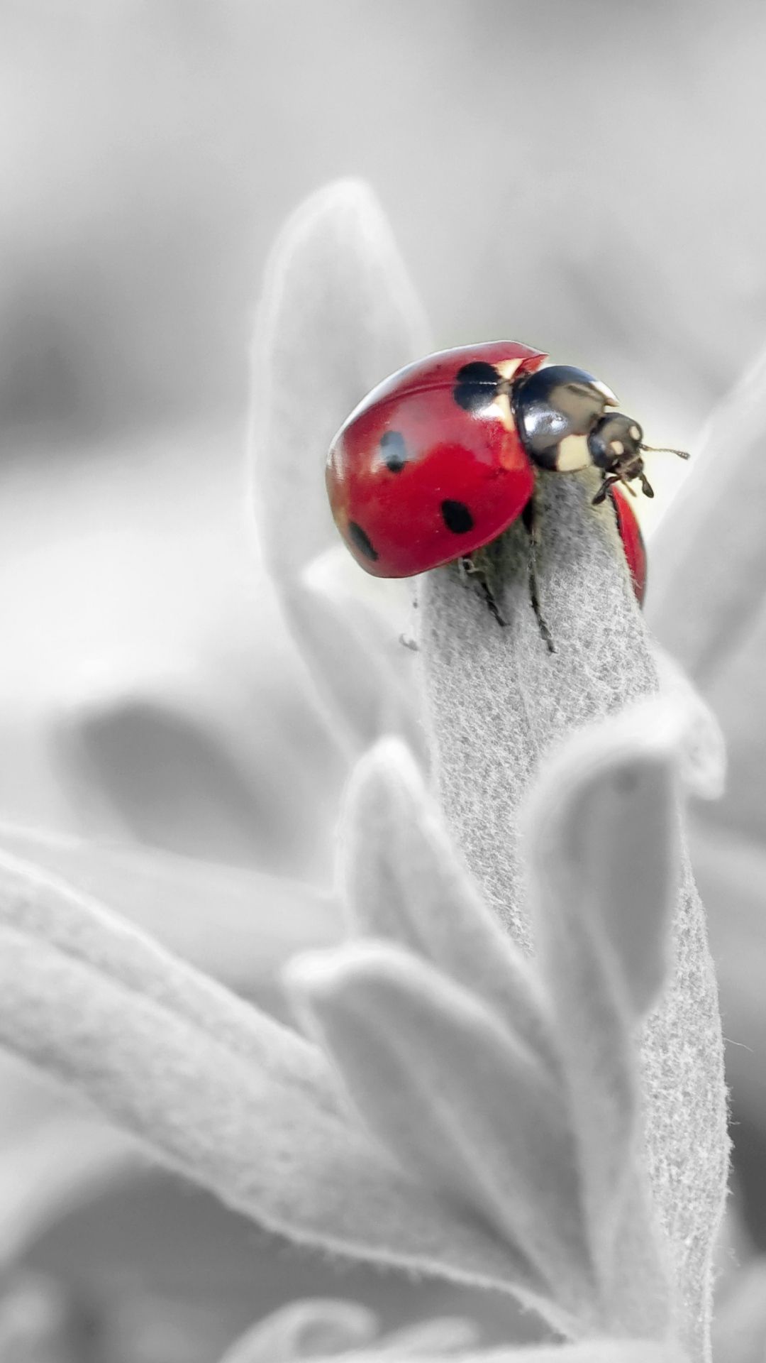 Ladybug Insect Flower Petals #iPhone #plus #wallpaper. Ladybug