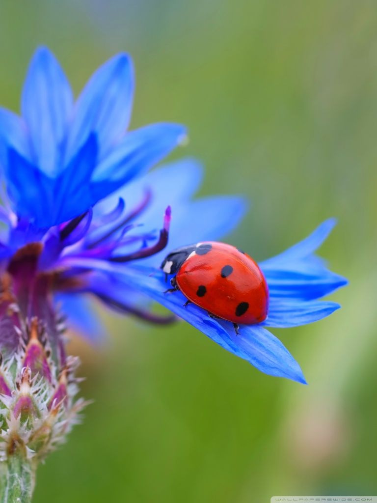 Ladybug On A Blue Cornflower Plant Ultra HD Desktop Background