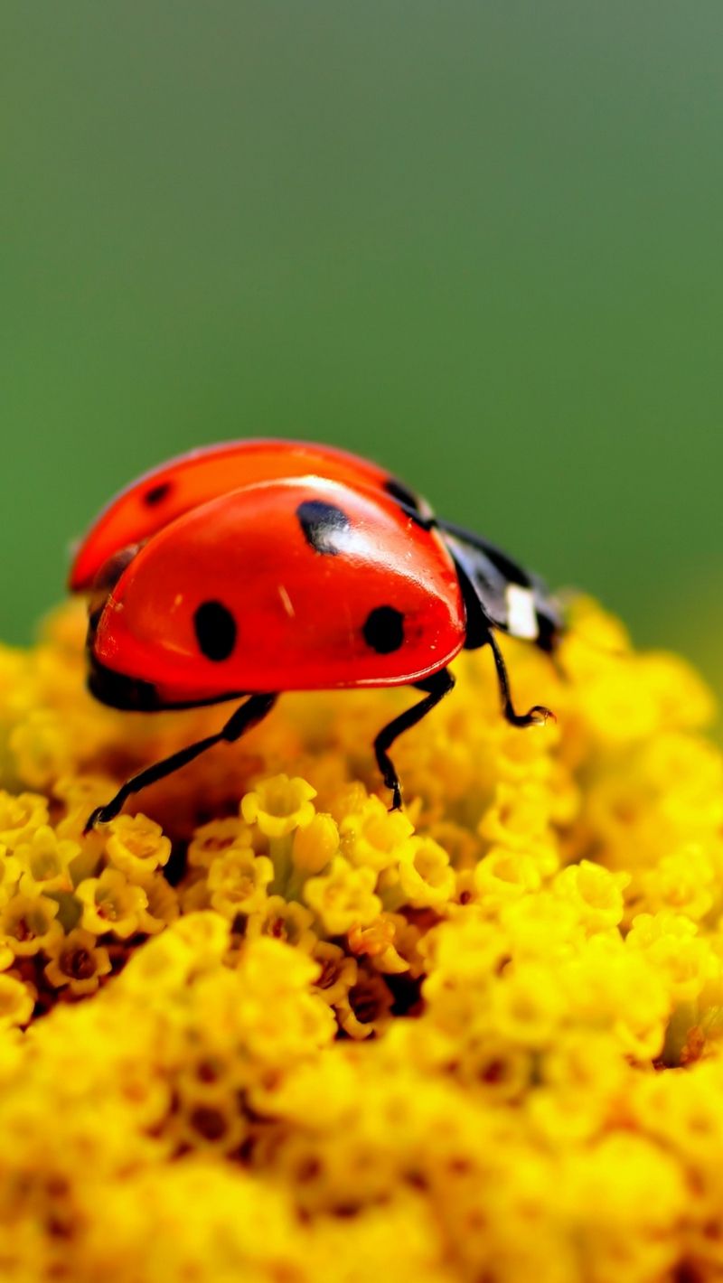 Download wallpaper 800x1420 ladybug, surface, insect, flower