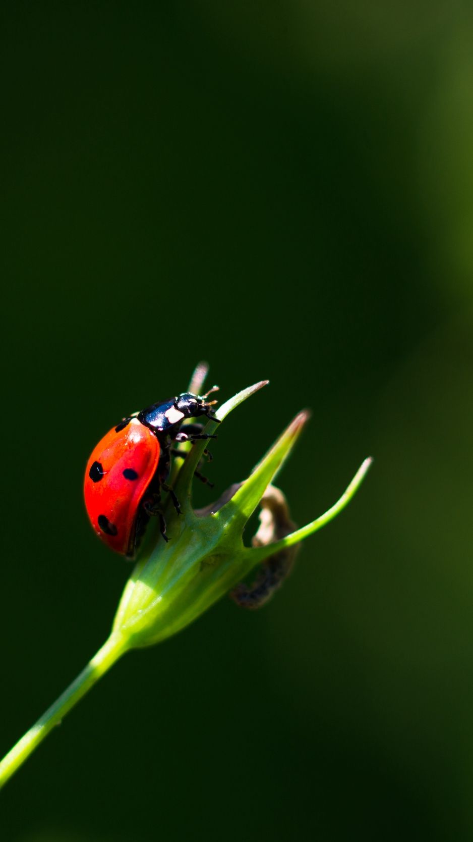 Download wallpaper 938x1668 ladybug, insect, red, macro, closeup
