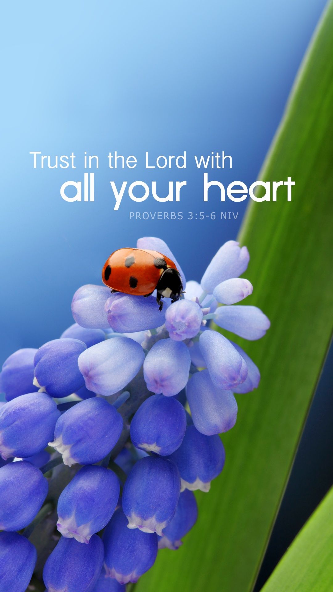 Ladybug Wallpaper Free In The Lord With All Your Heart Mobile Wallpaper & Background Download