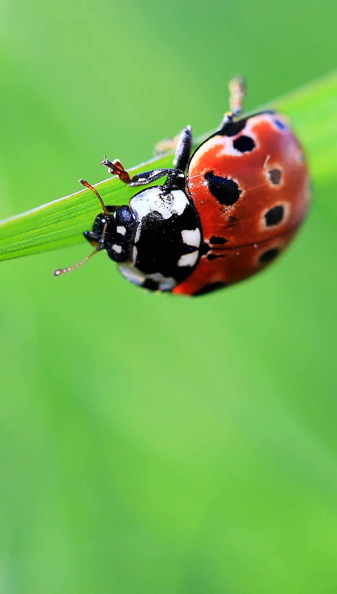 Lady bug htc one wallpaper, free and easy to download