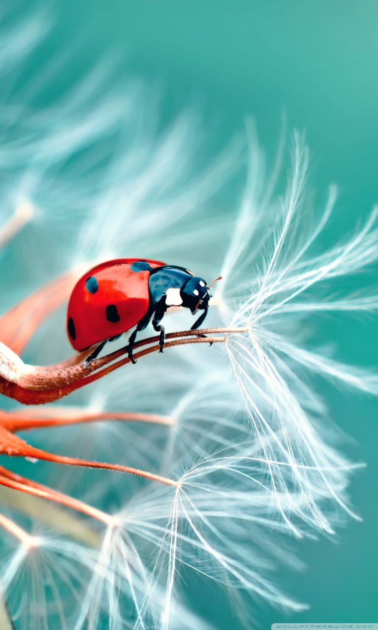 Lady Bug Smartphone Wallpapers - Wallpaper Cave