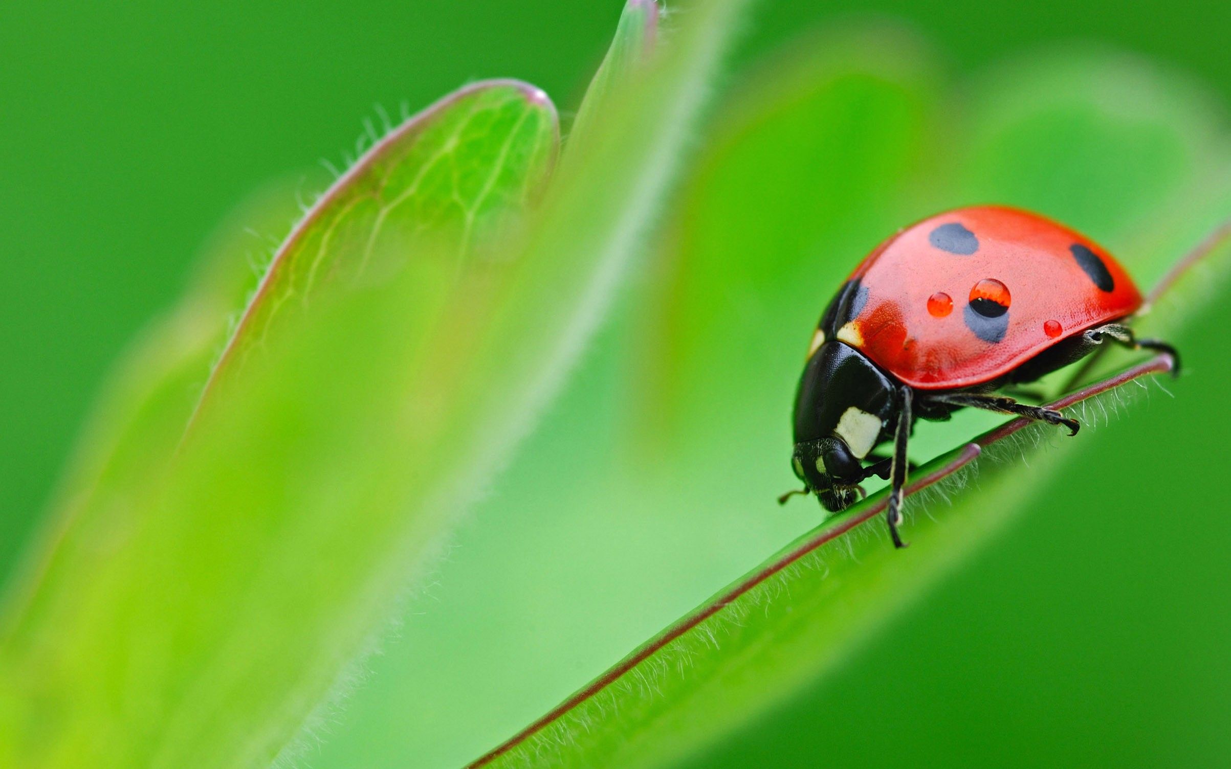 Ladybug, On, Leaf, HD Animal Wallpaper, Cool Animals, Amazing