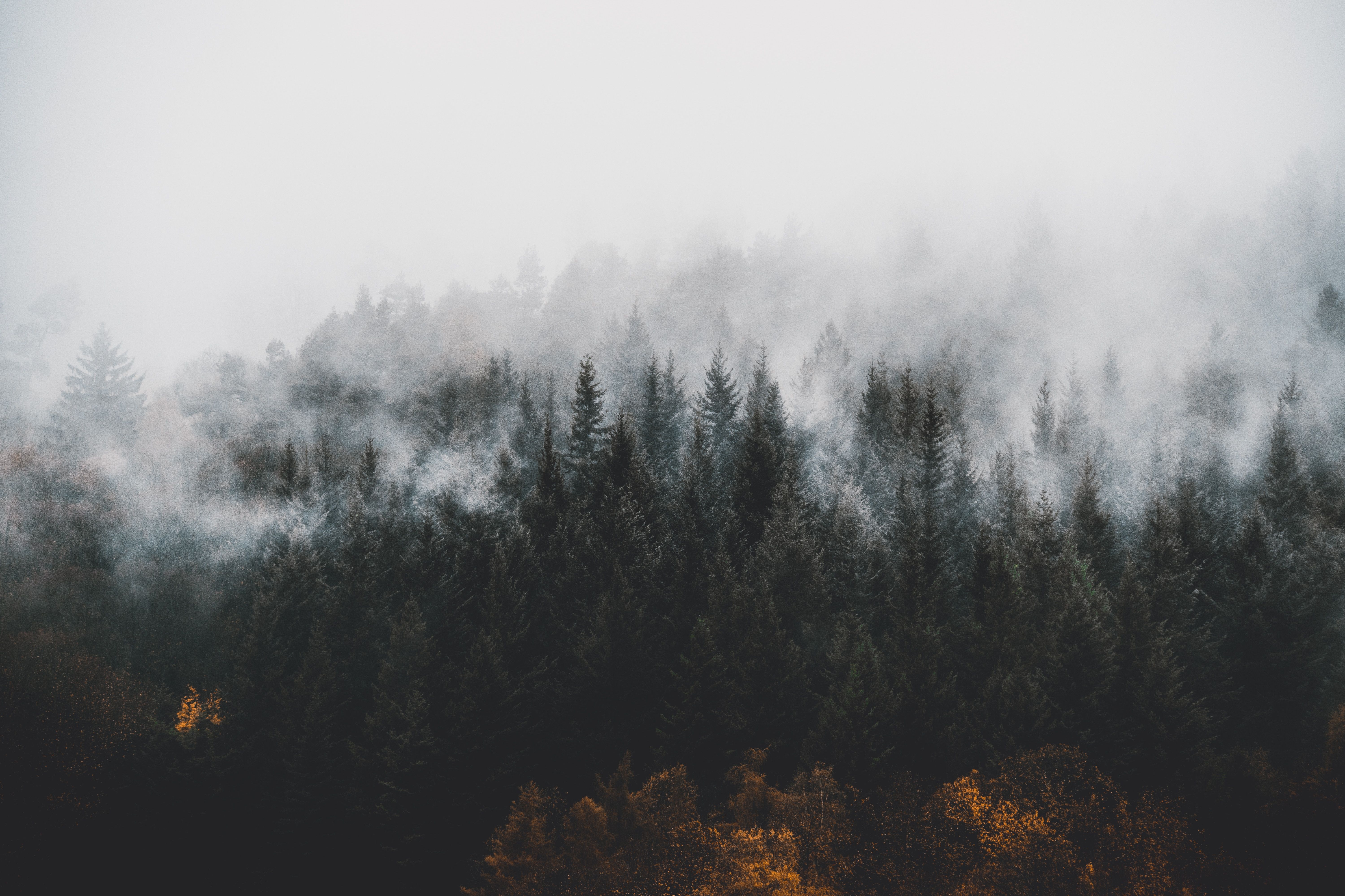 6000x4000 #dark, #forest, #nature, #cloud, #black, #black forest, #mystic, #fog, #mood, #tree, #pure, #schwarzwald, #foggy, #moody, #Public domain image, #pine, #woodland, #mist. Mocah.org HD Desktop Wallpaper
