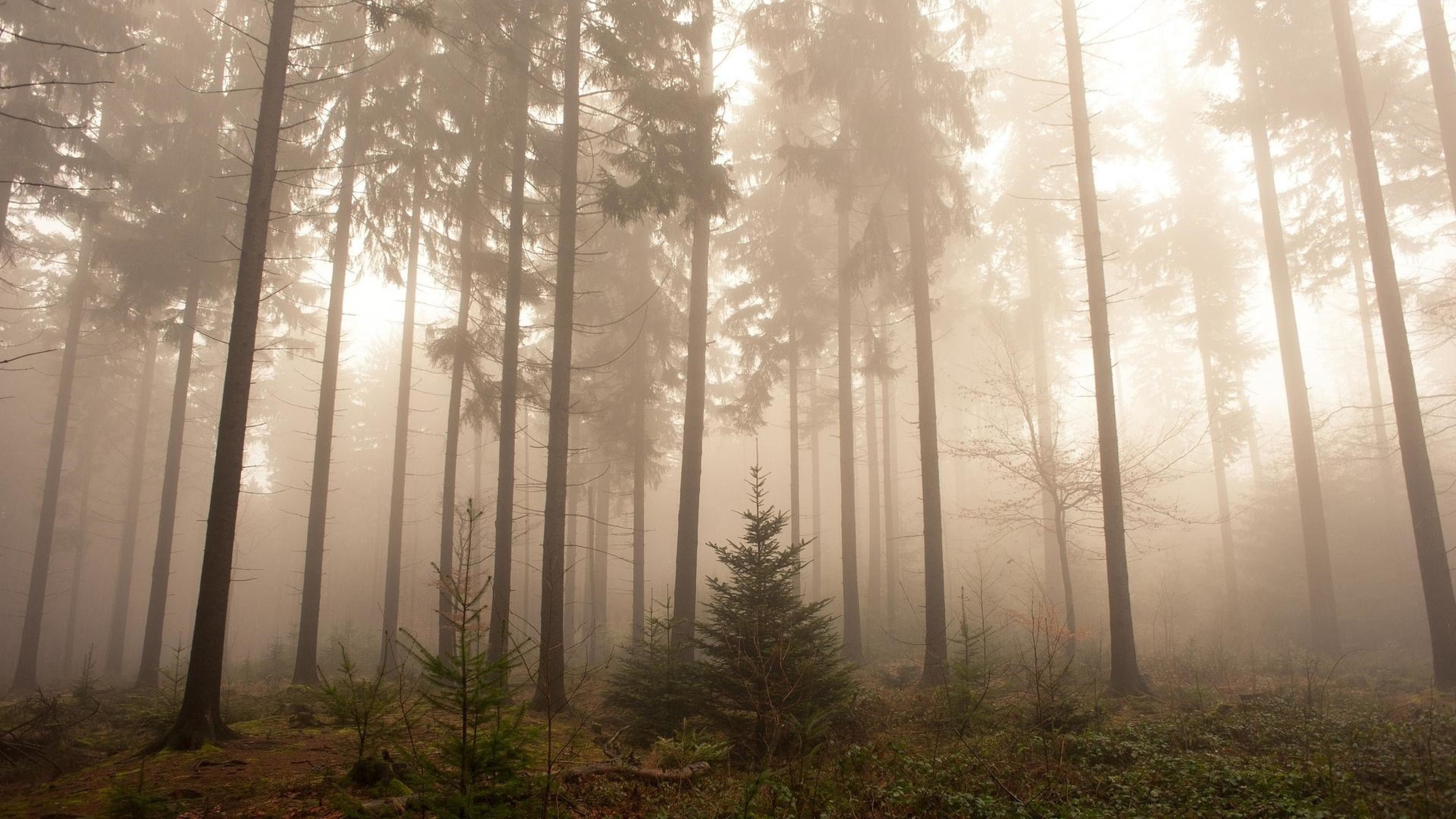 Dark foggy forest HD Wallpaper 4K Ultra HD  HD Wallpaper  Wallpapersnet