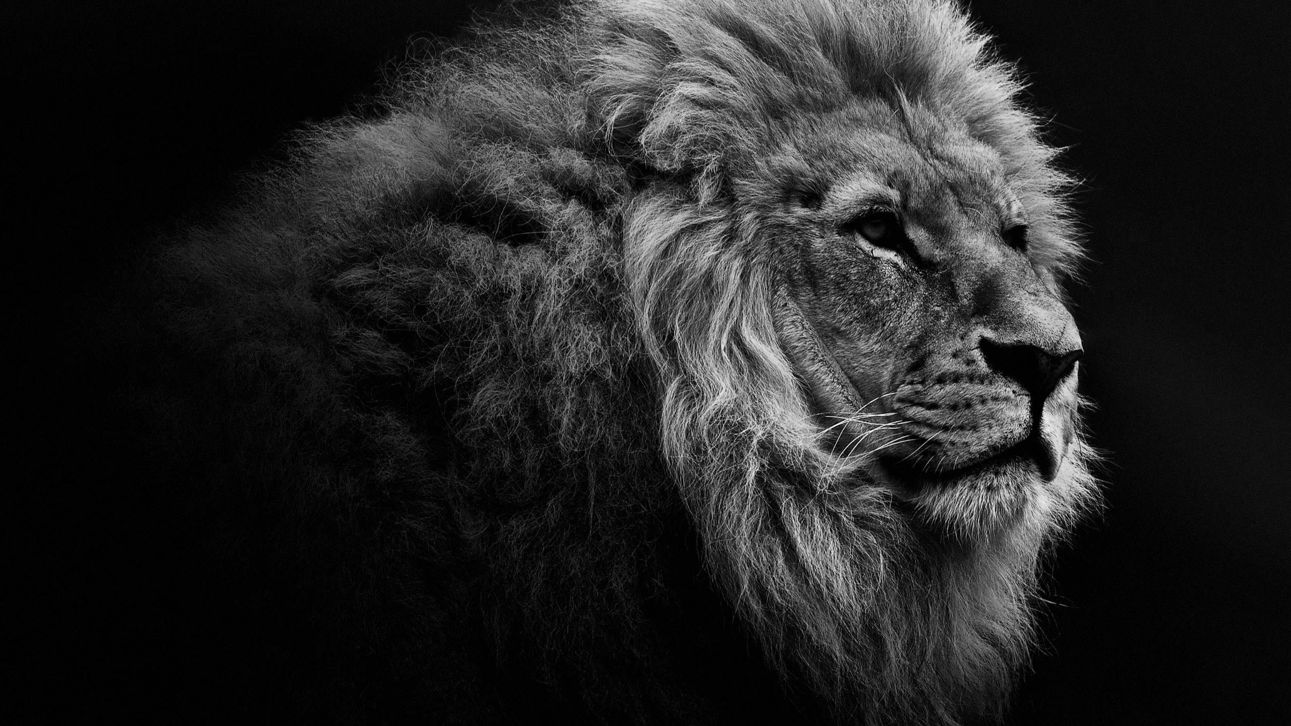 Lion Wallpaper Black and White