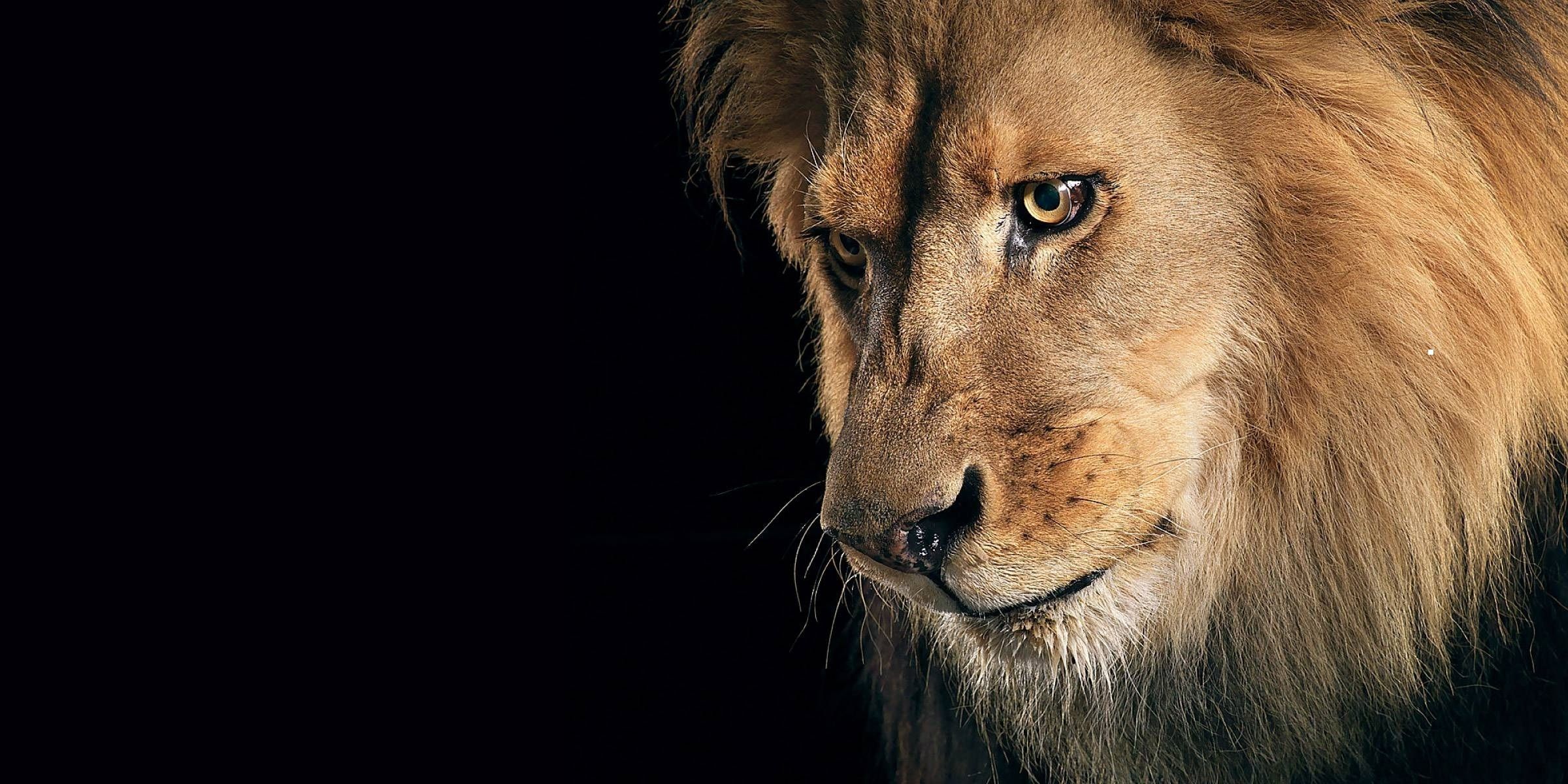 Sad Lion HD Wallpaper Wallpaper For Pc Lion, Download