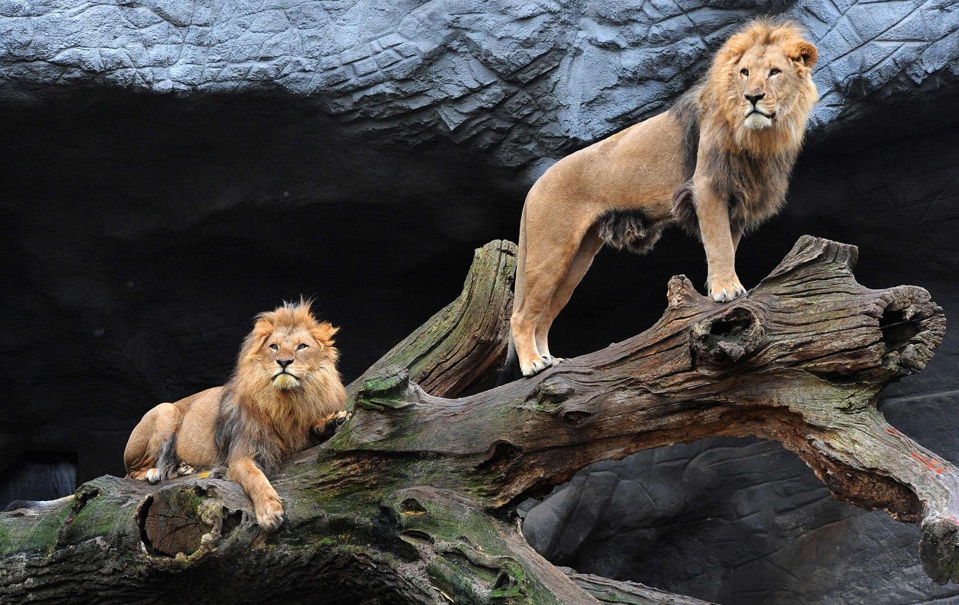 Two Lions To Dry Wood Sunrise First Warm Morning Ray HD Wallpaper