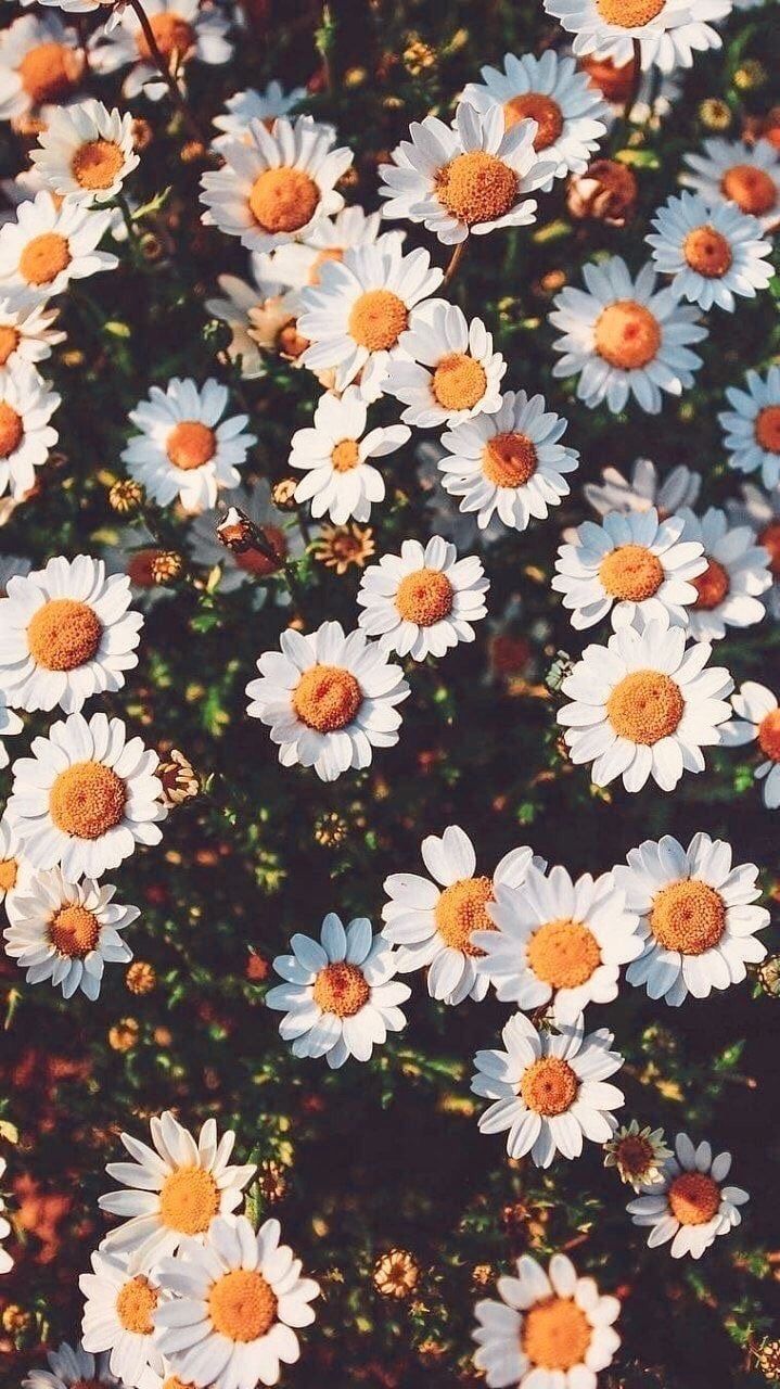 indie #aesthetic #grunge #flowers #nature #vintage #photography