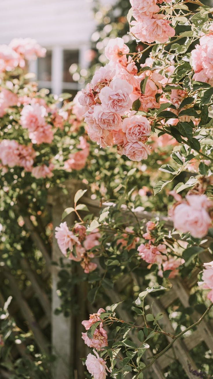 aesthetic vintage pink rose. Pink roses background, Flower phone