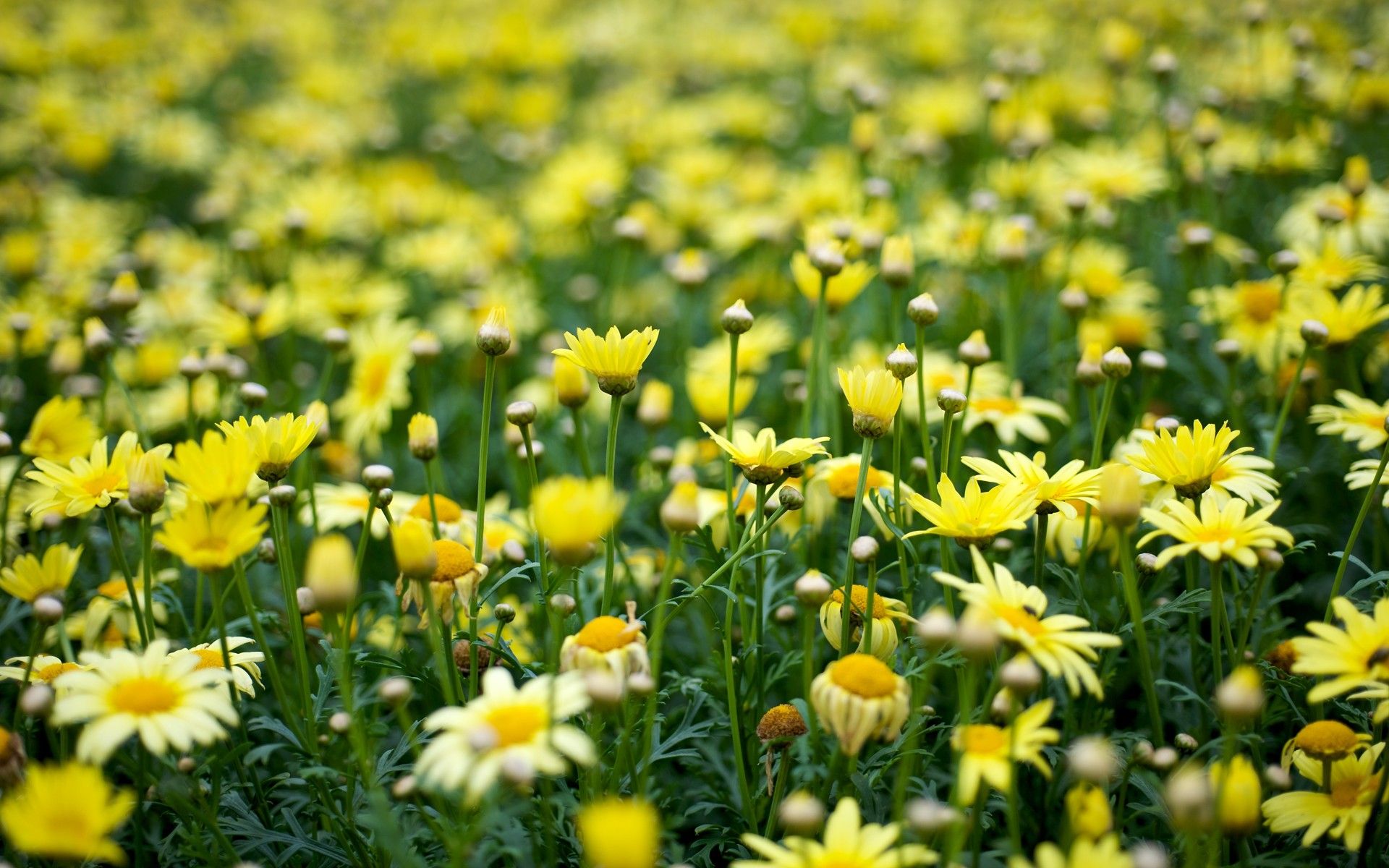 Search, flowers, yellow