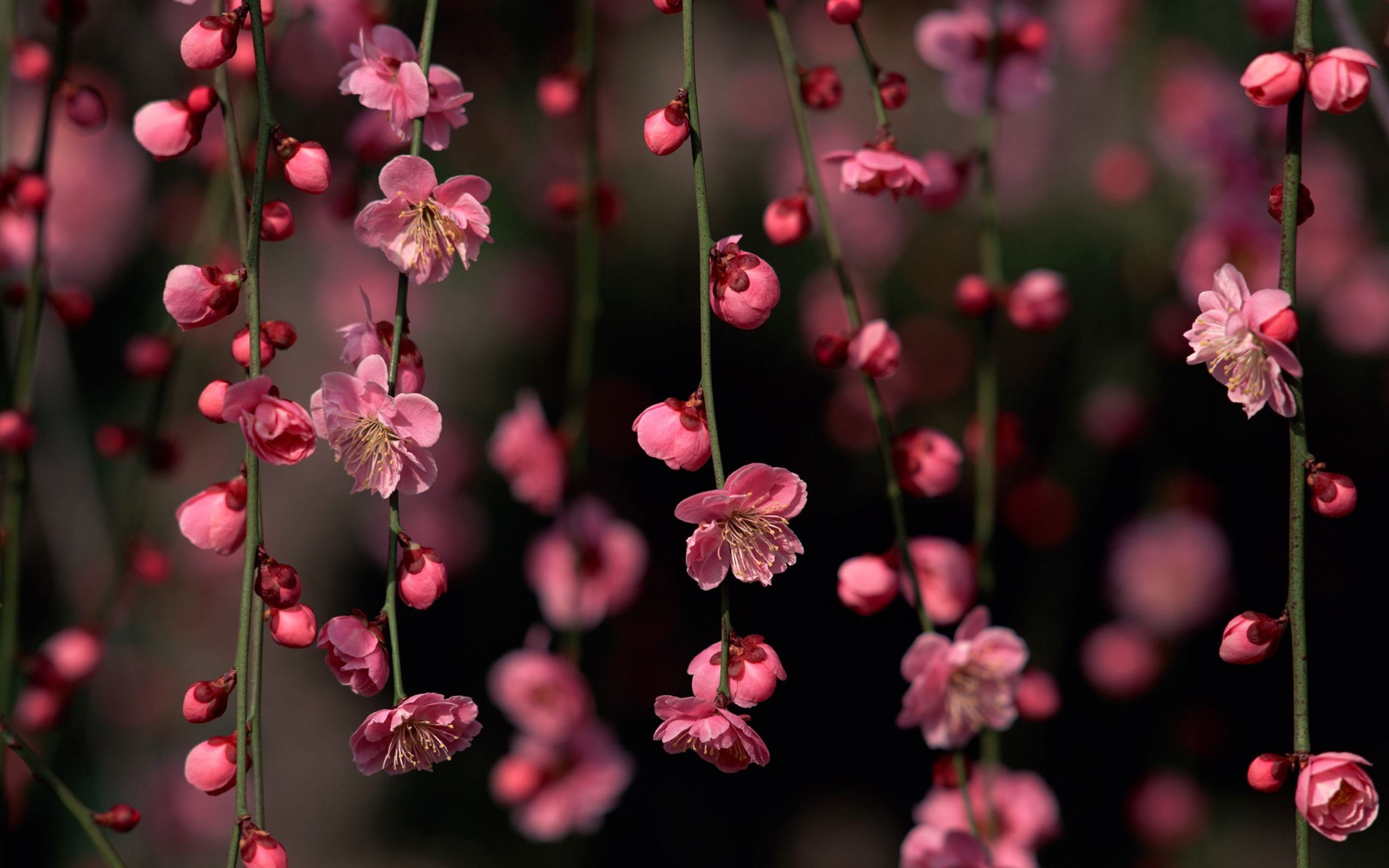 Free download Spring Flowers Windows 8 Wallpaper Nice Spring