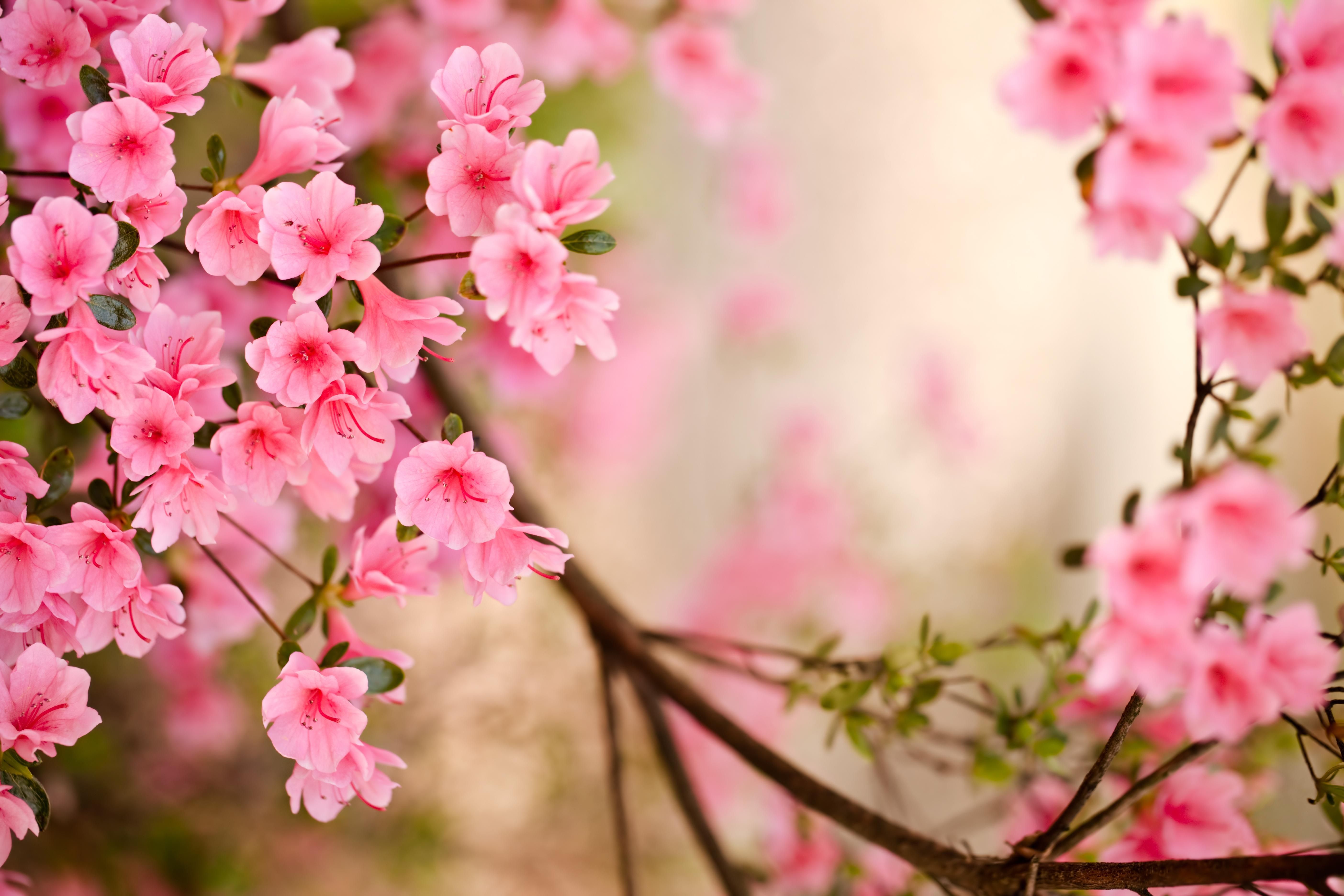 Songs of Spring. Spring flowers image, Spring desktop wallpaper, Spring wallpaper hd