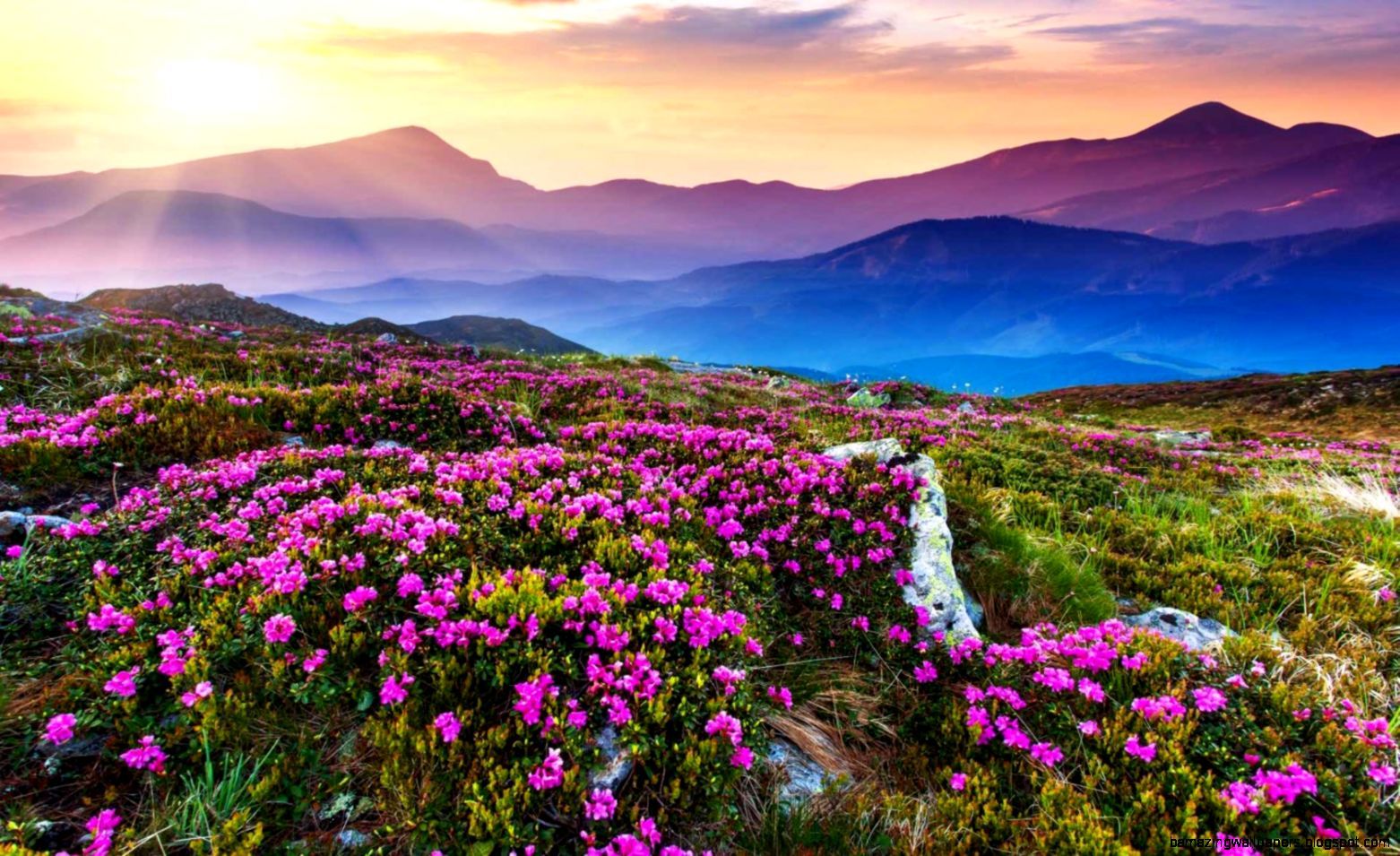 Valley Of Flowers Wallpapers - Wallpaper Cave