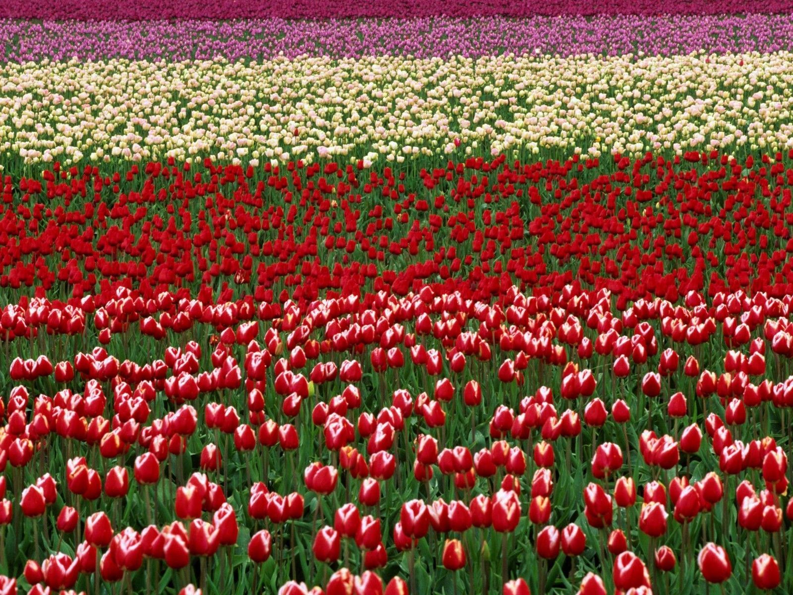 Tulip field. Flowers Wallpaper Free Tulip Field