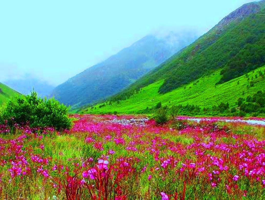 VALLEY OF FLOWERS Photo, Image and Wallpaper, HD Image, Near