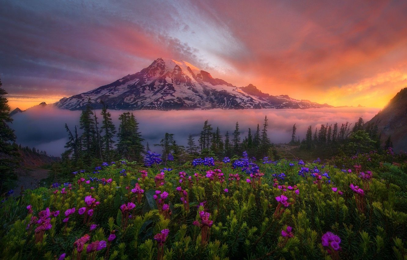 Wallpaper snow, flowers, nature, dawn, mountain, valley image