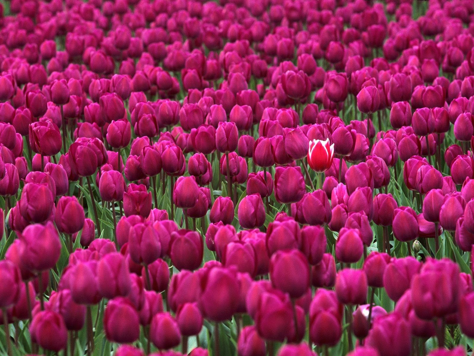 One in a million skagit valley tulip festival washington Flowers