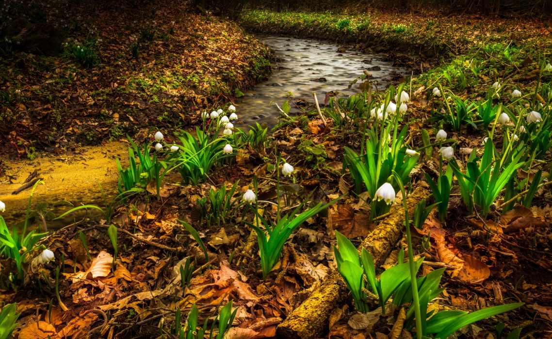 Spring Lilies of the valley Stream Nature Flowers wallpaper