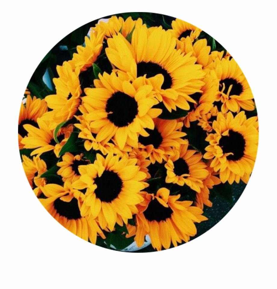 Yellow Aesthetic Sunflowers Wallpaper Free Yellow Aesthetic
