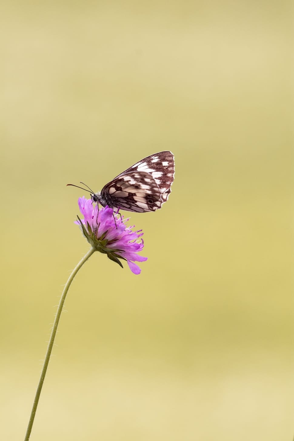 white and black butterfly free image