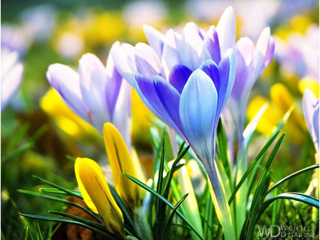 Early Spring Flowers Wallpaper Background Image. Early spring