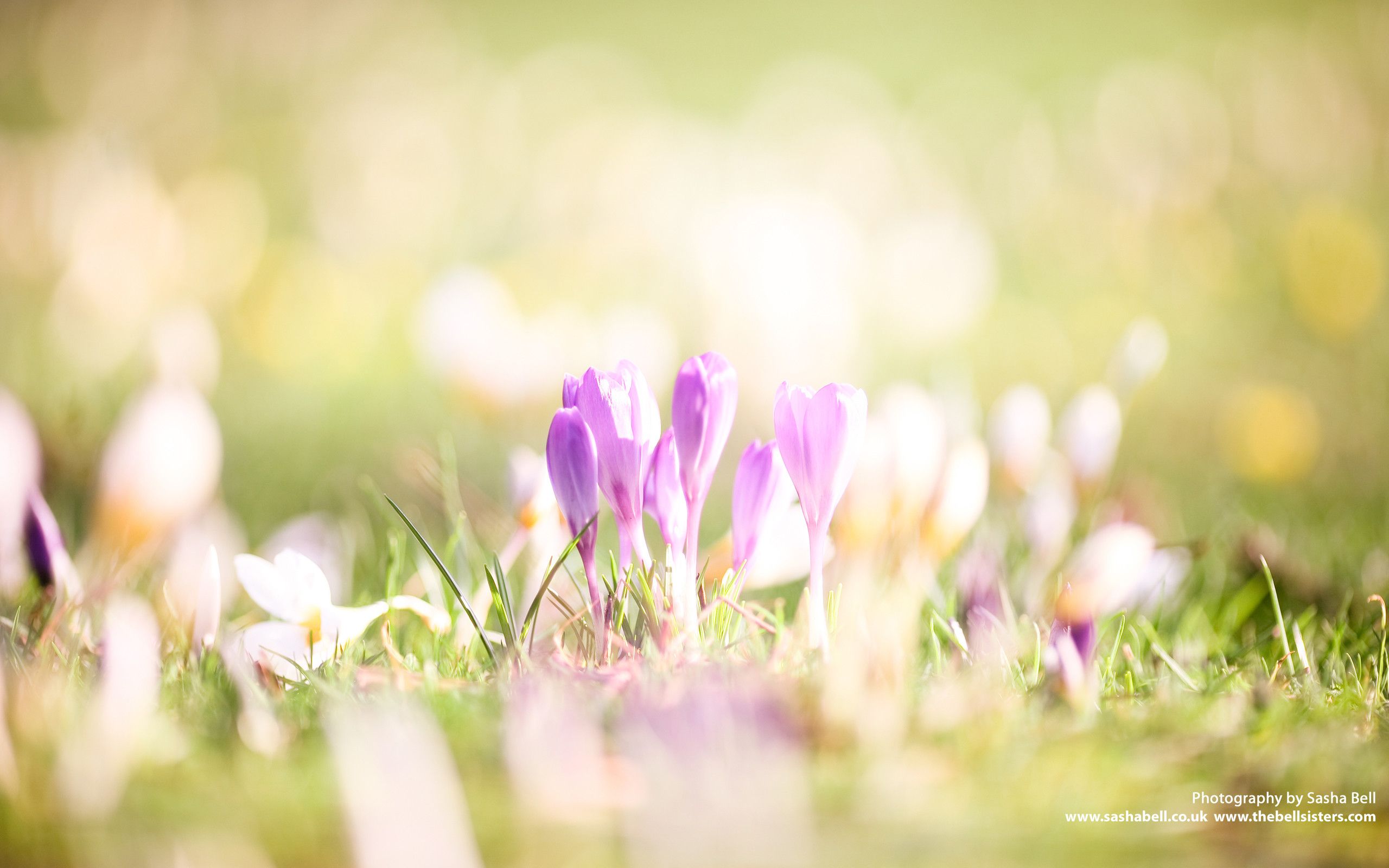 Early Spring HD Wallpaper