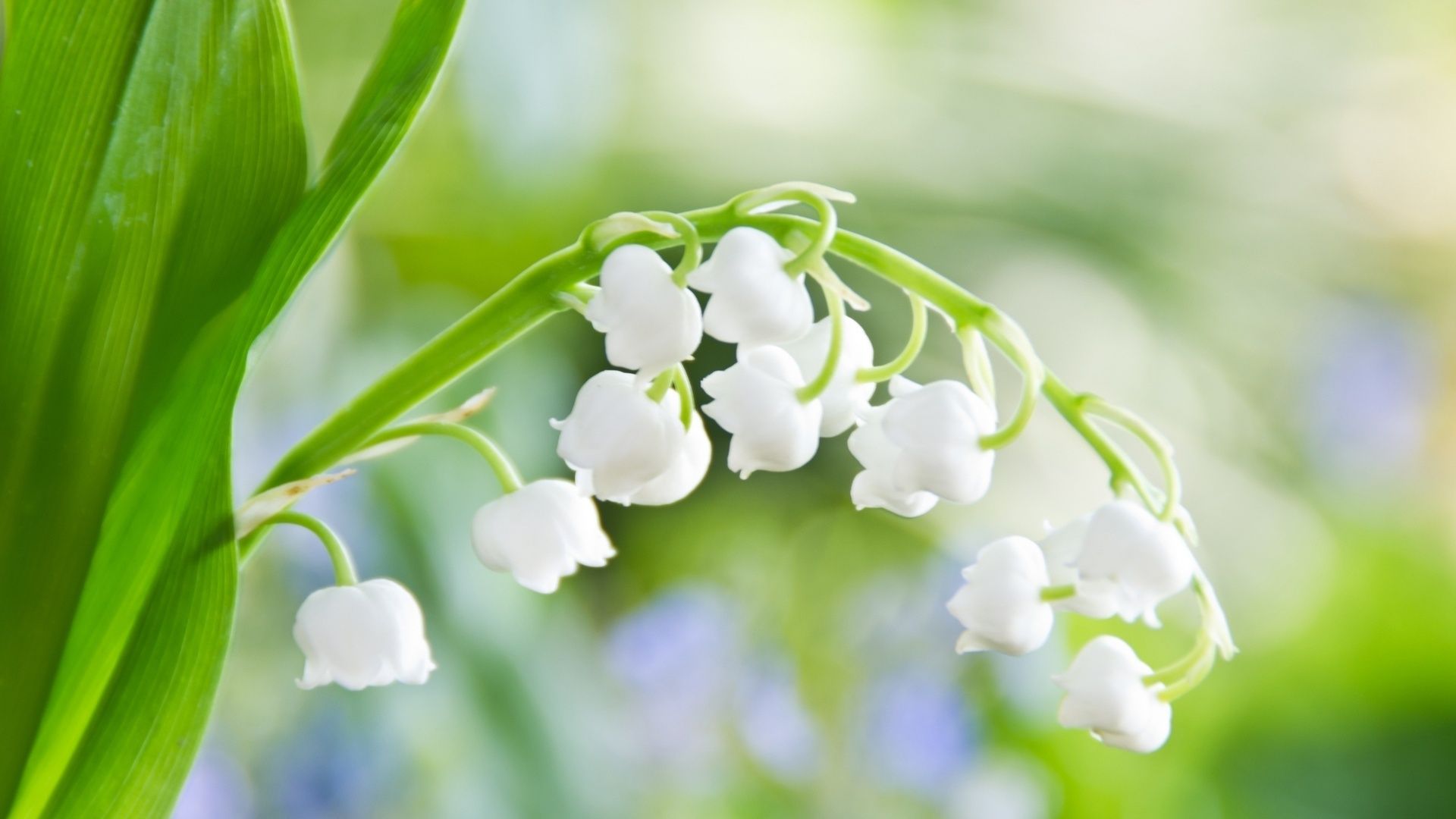 spring flowers flowers wallpaper, Spring flowers image, Lily of the valley flowers