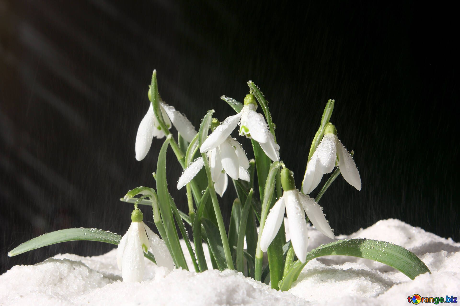 Flowers snowdrops desktop wallpaper early spring desktop