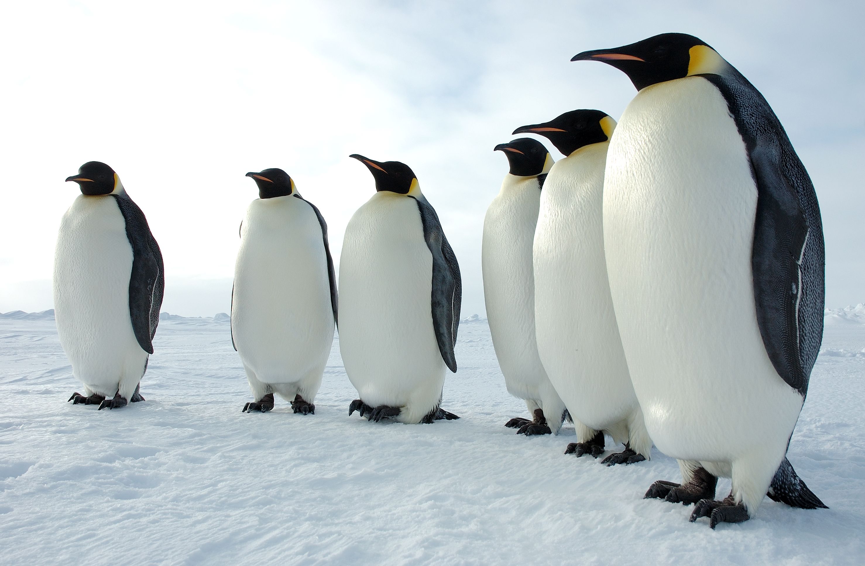 image of penguins. Emperor penguins. Photo courtesy Glen Grant