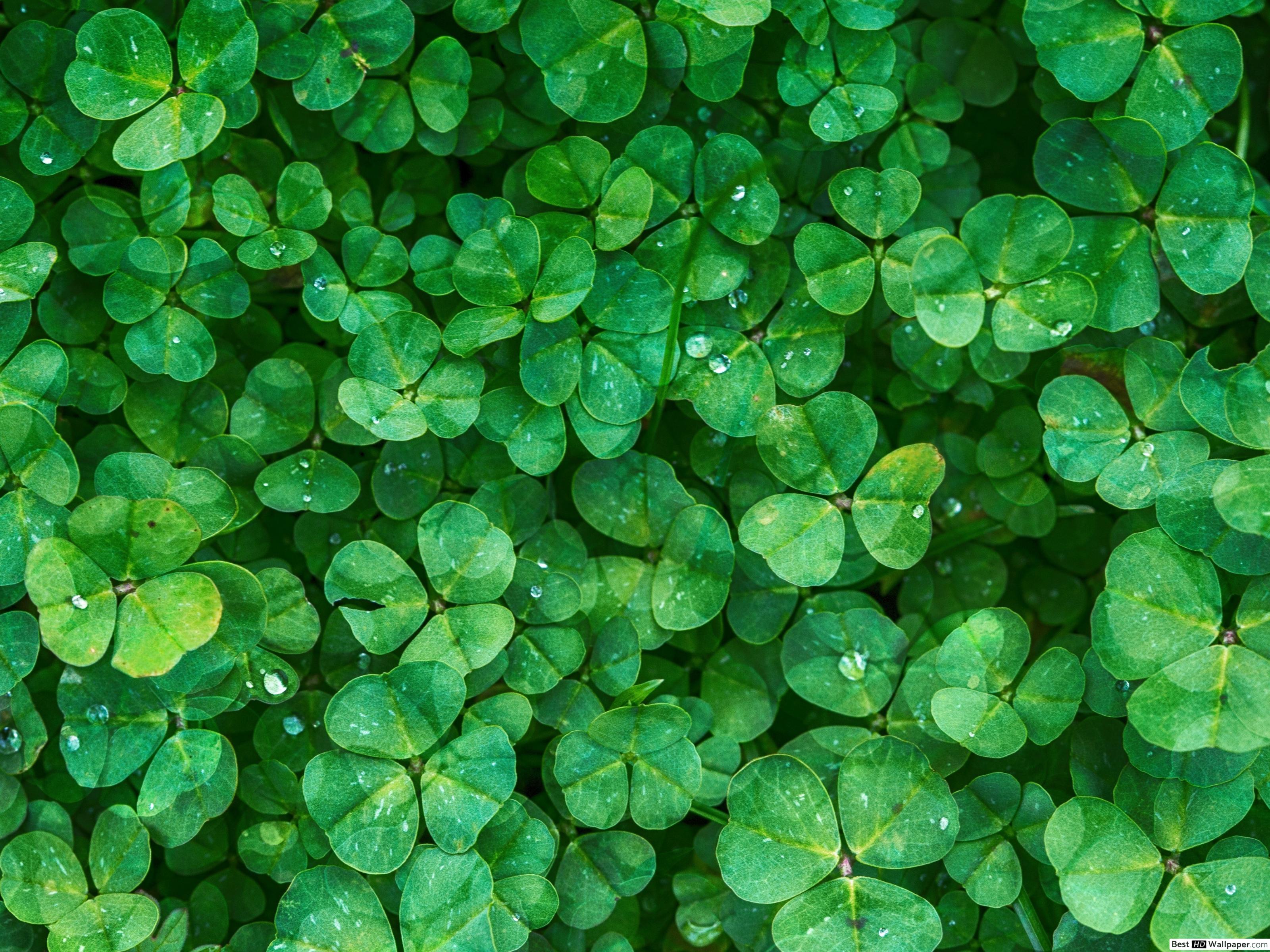 Standard Patrick Day Wallpaper & Background