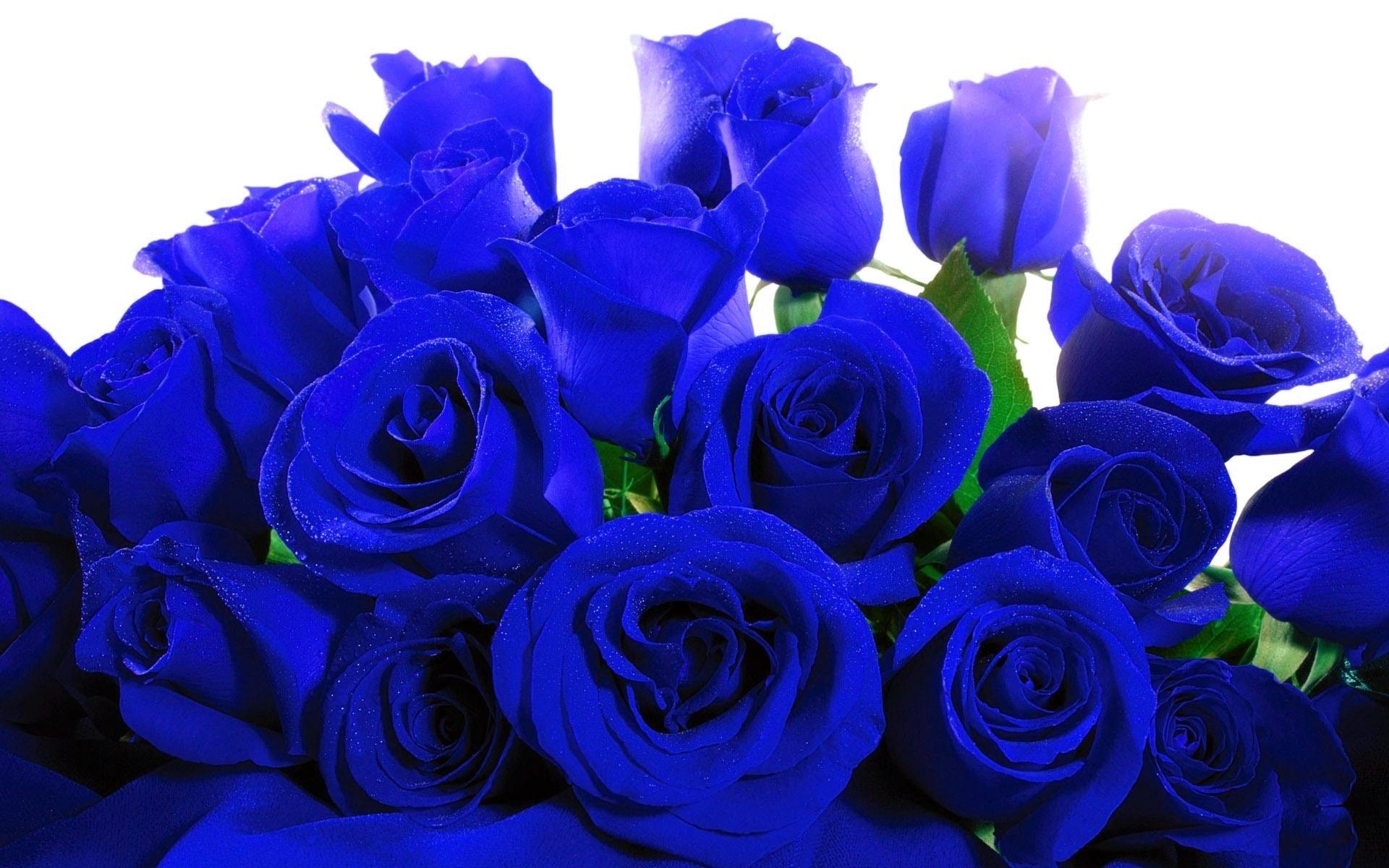 Blue Roses Background