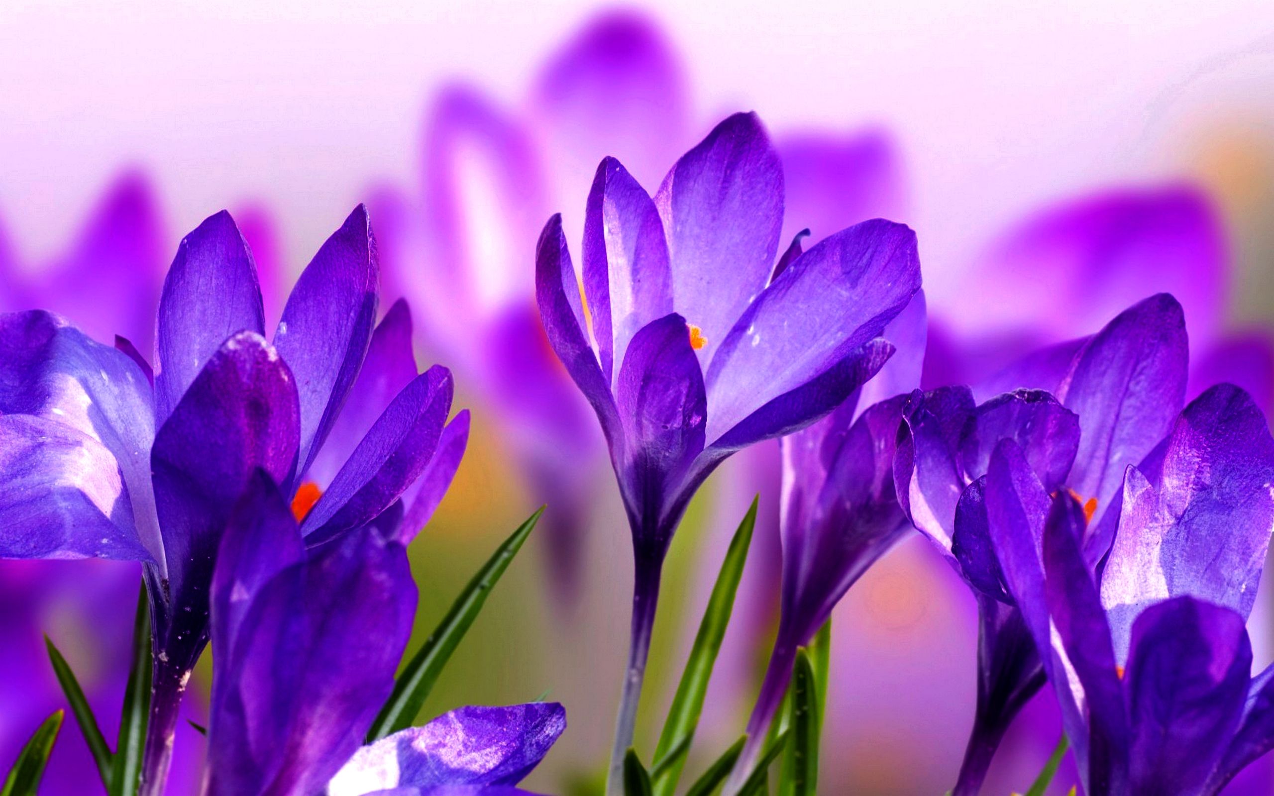 Featured image of post Saffron Flower Wallpaper Hd