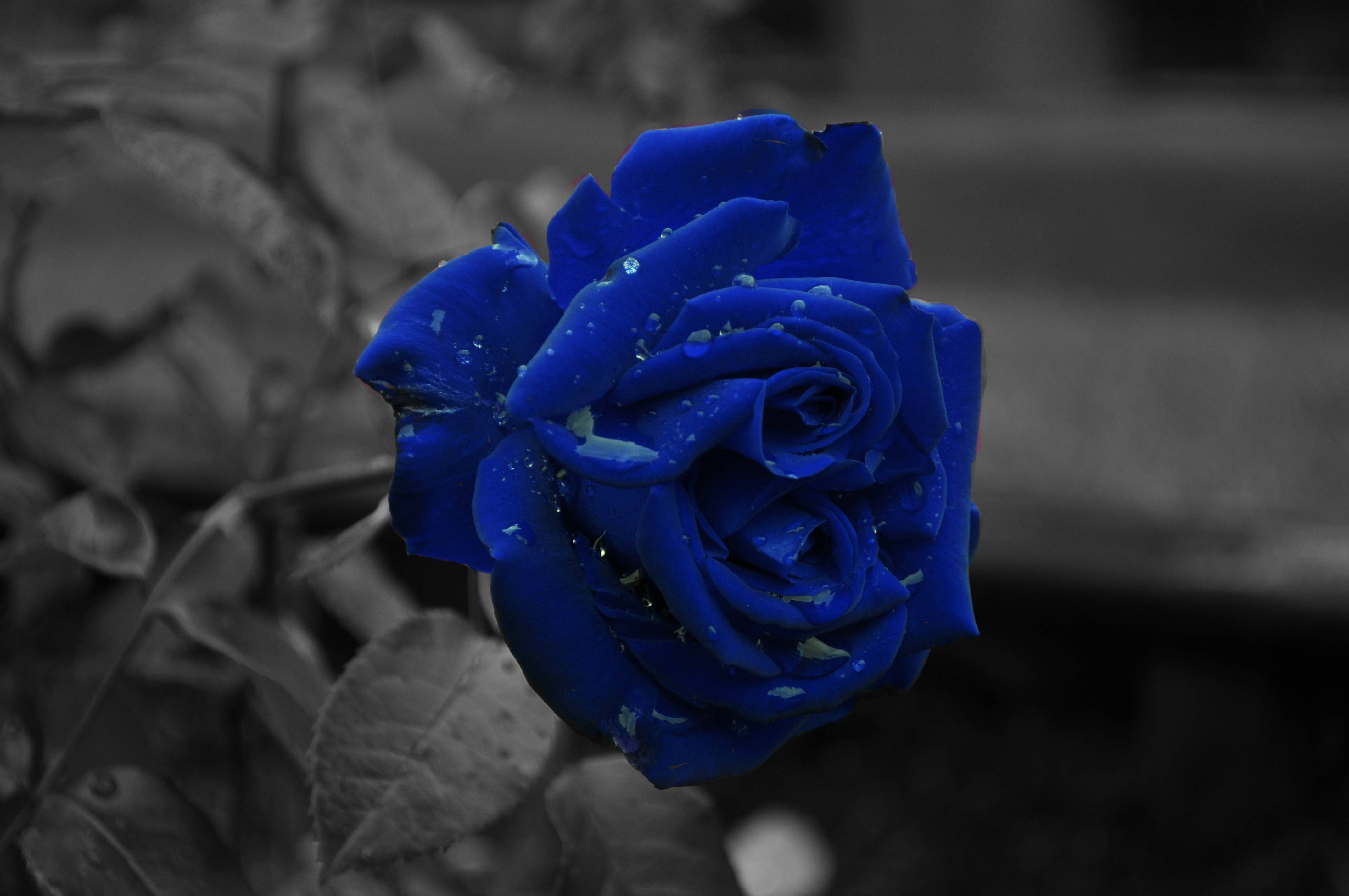 Black and Blue Rose Wallpaper Free Black and Blue Rose Background