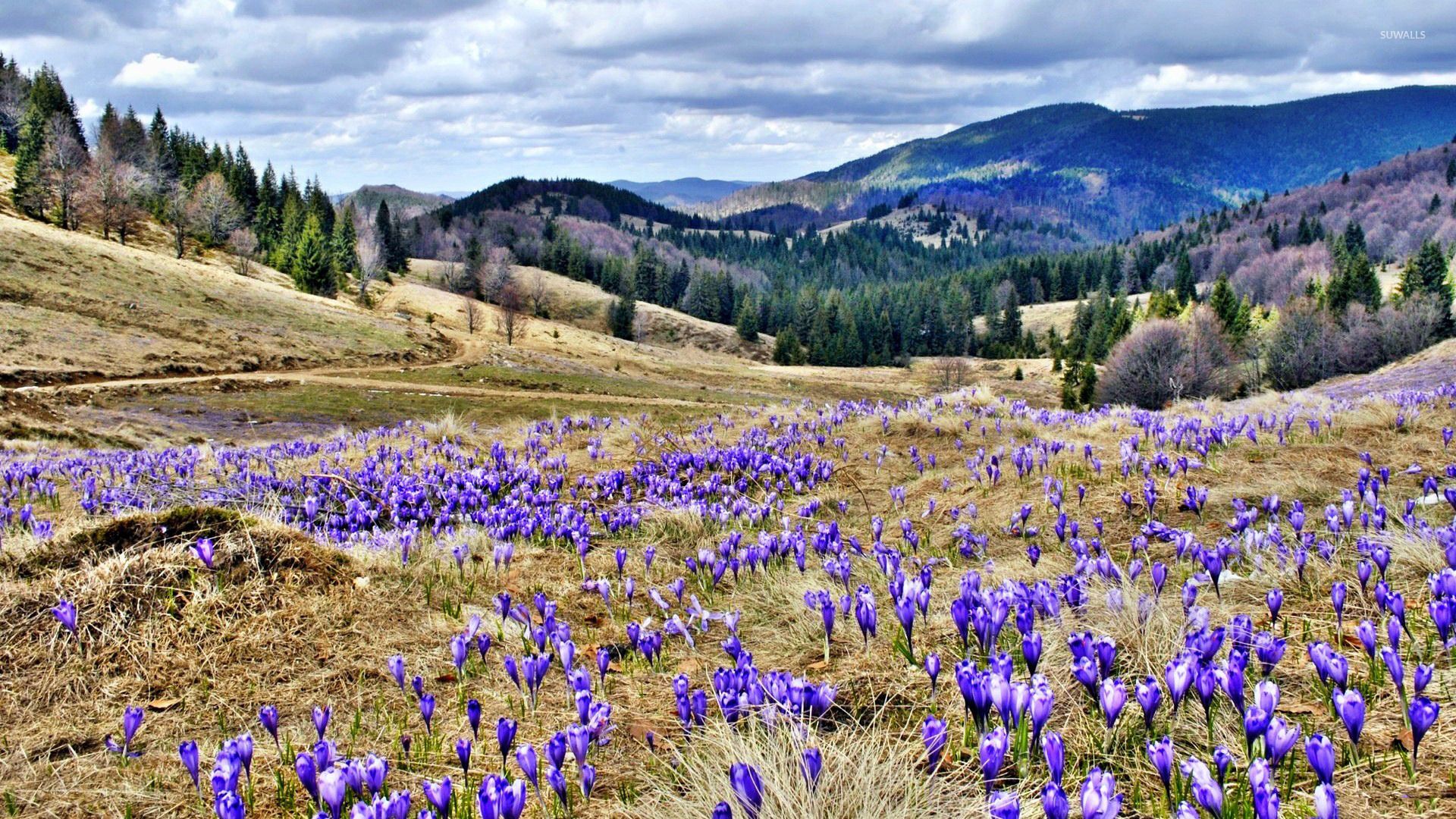 Crocuses on the hill wallpaper wallpaper