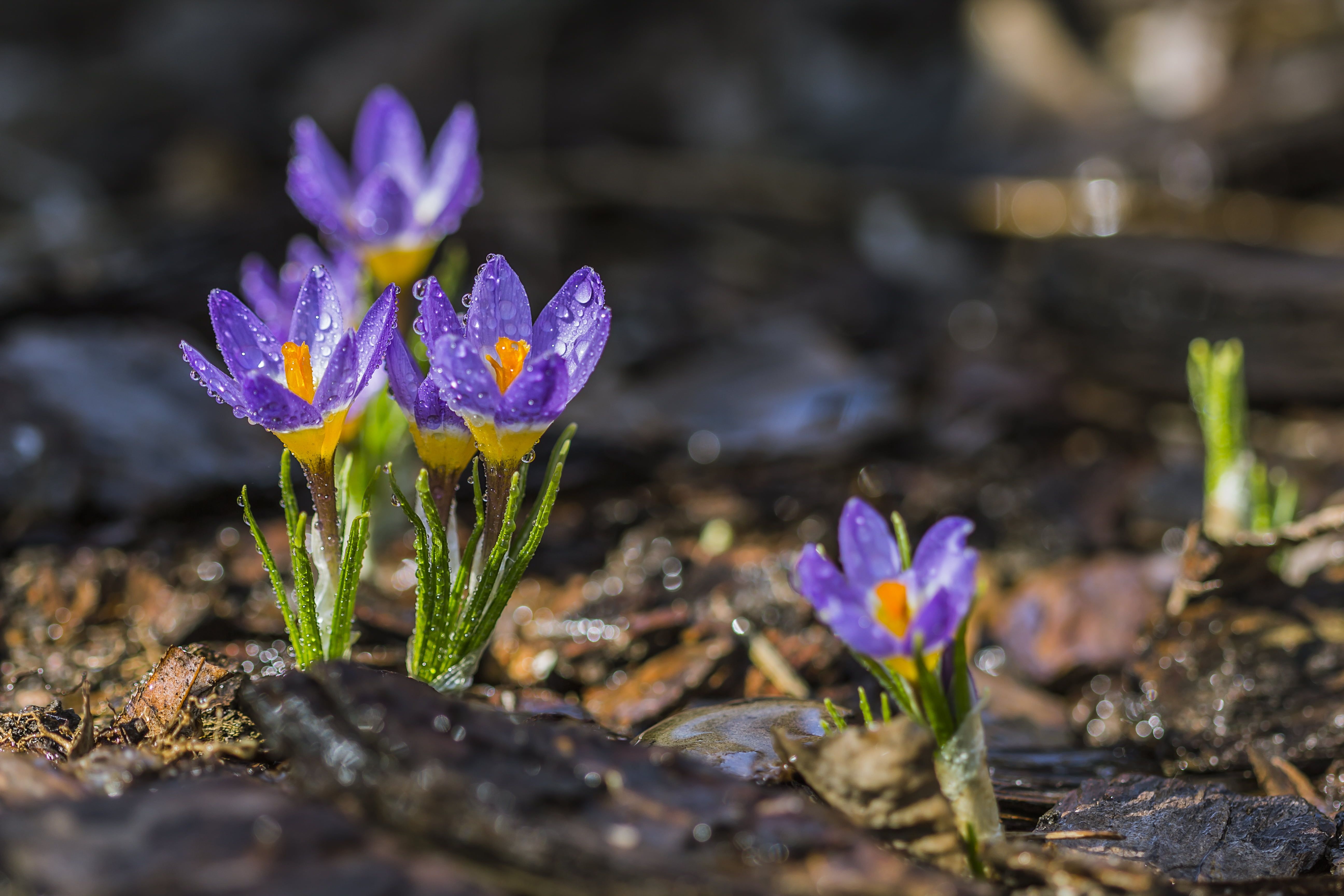 Lilac flower, crocuses HD wallpaper