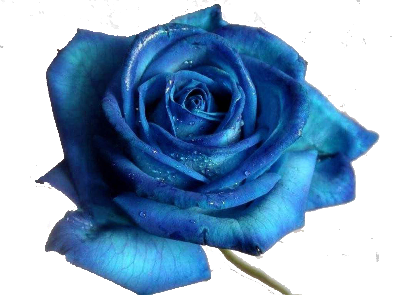 Blue Rose Desktop Wallpaper Flower Unique Blue Flowers