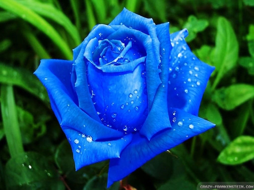 Free download beautiful blue roses wallpaper 1024768 Ambition