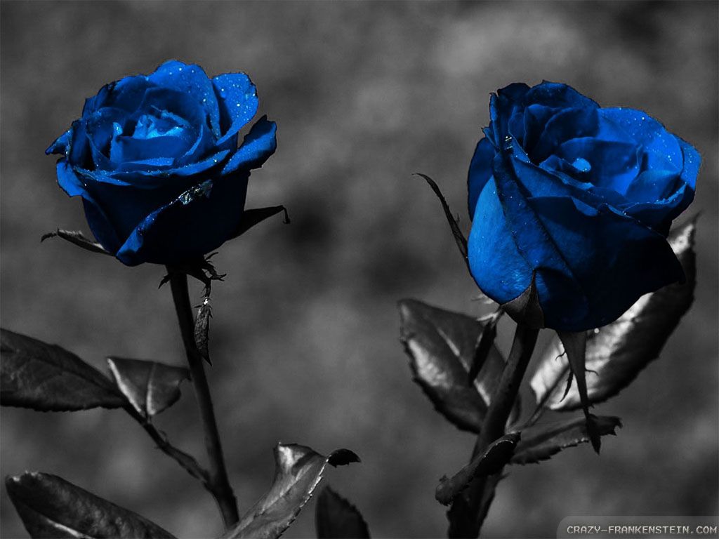 Beautiful Blue Rose Desktop Wallpapers - Wallpaper Cave