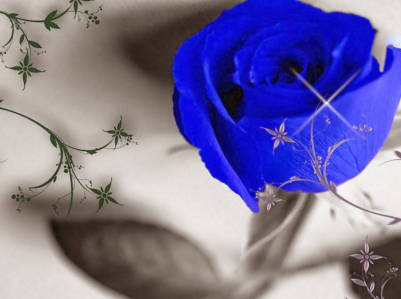 Blue Rose Flowers Image Free Download