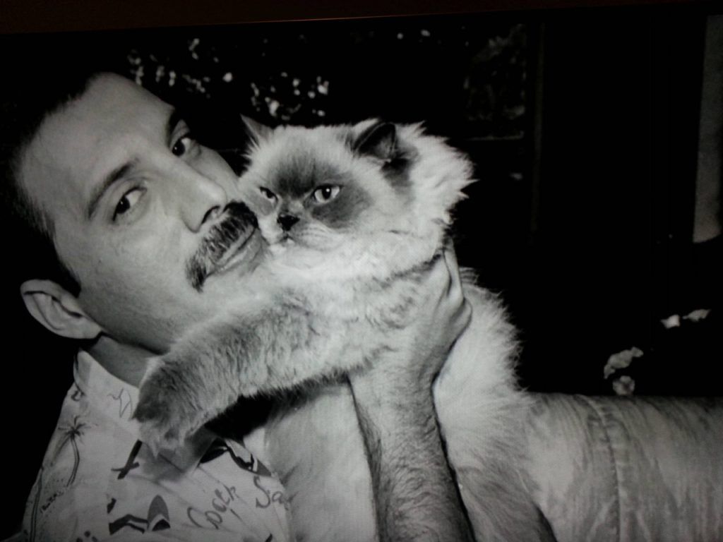 Freddie Mercury: Bio, Queen, and Phenomenal Love for Cats