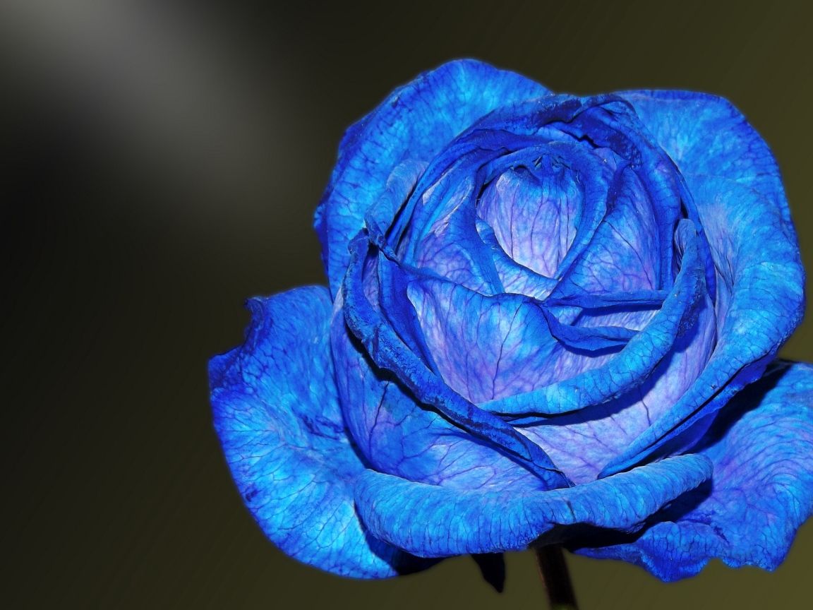 Beautiful blue rose with delicate petals Desktop wallpaper 1152x864