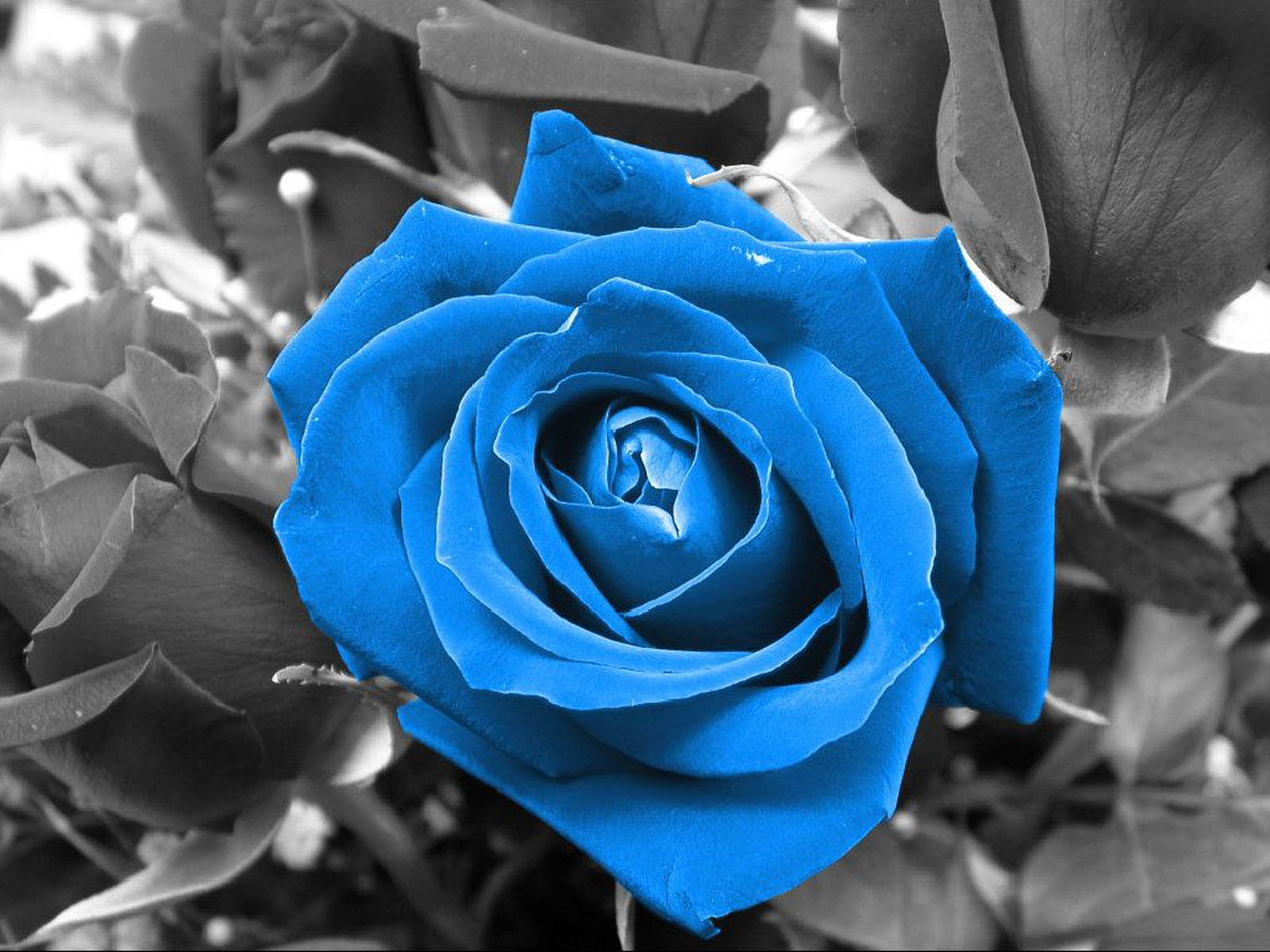 HD Wallpaper: Blue Roses Picture