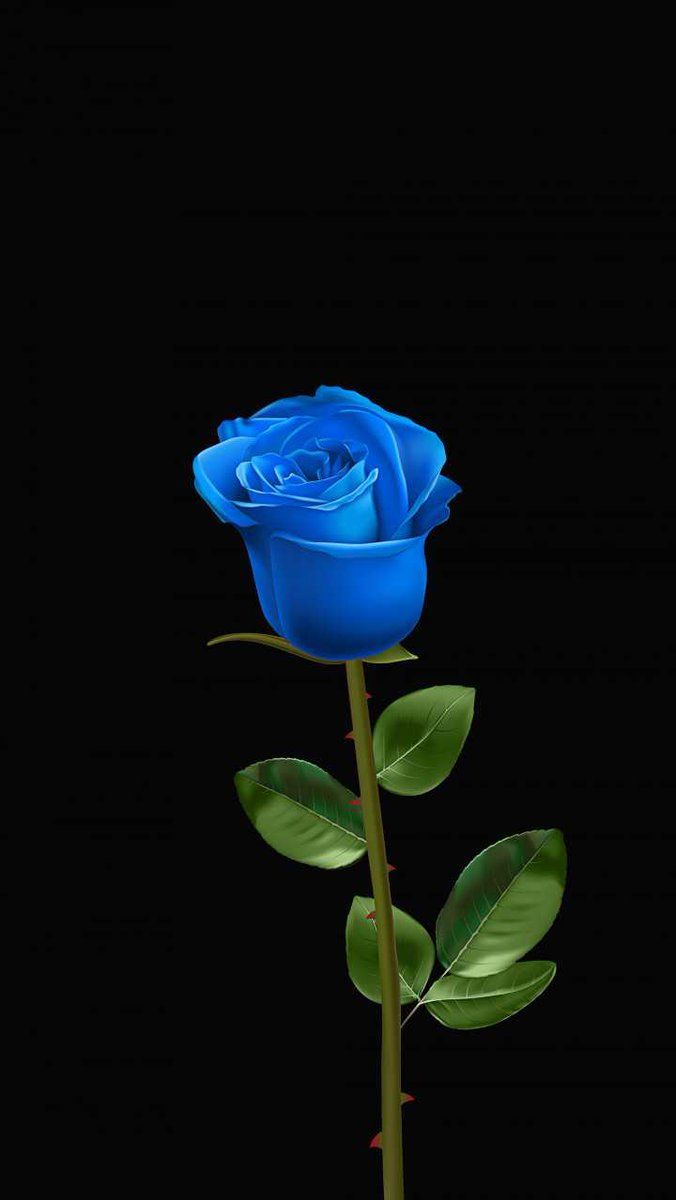Black and Blue Rose Wallpaper Free Black and Blue Rose