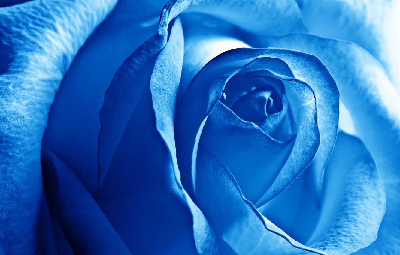 Wallpaper flowers, rose, beauty, petals, blue, flower, Rose, blue